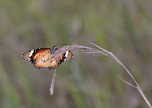butterfly familynymphalidae lesserwandererbutterfly danauspetilia jimboombaqld