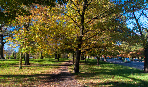 road street autumn trees newzealand christchurch sky cars golden colours shadows