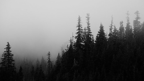 trees blackandwhite nature fog forest canon foggy pacificnorthwest washingtonstate snoqualmiepass canonef100400mmf4556lisusm canoneos5dmarkiii