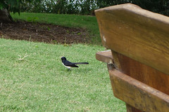 140410-DSC01581 Willy Wagtail Maleny Botanic Garden Queensland Australia.jpg
