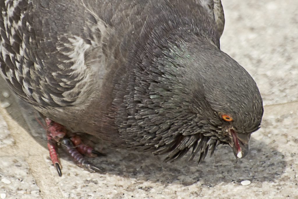 Pigeon's Having Feeds(비둘기의 식사)