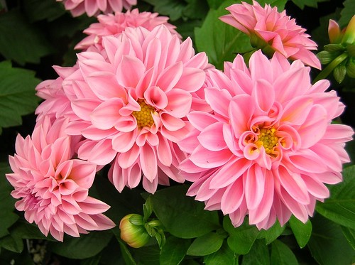 pink flowers canada closeup garden nikon zoom newbrunswick dahlias ststephen