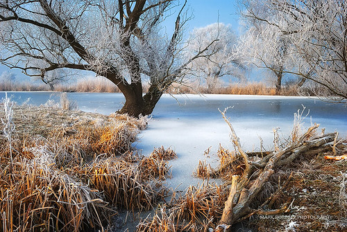 winter tree nature water landscape frost hungary backwater