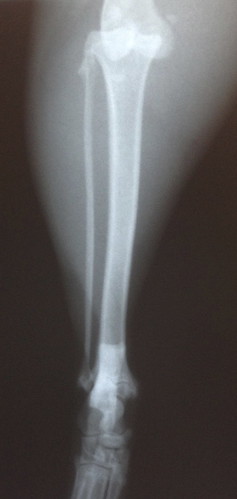 cat feline injury xray knee radiograph stifle fallsvetclinic