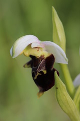 Late Spider-Orchid - Ophrys holoserica