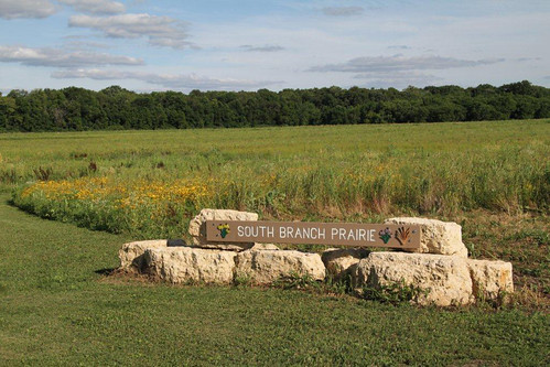 The South Branch Prairie shows vibrant native grasses two years after its restoration. DeKalb County Forest Preserve District photo.