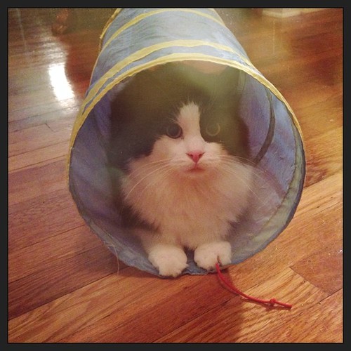 #fmsphotoaday June 8 - T is for... tunnel! #catsofinstagram #tuxedocats