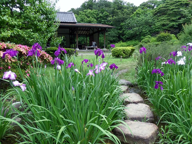 Hama-Rikyu Garden Iris