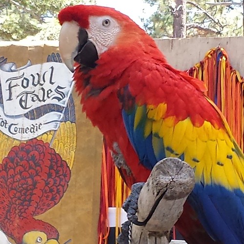 Beautiful macaw