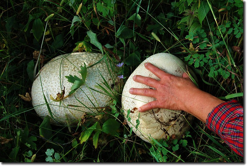 Big fungus