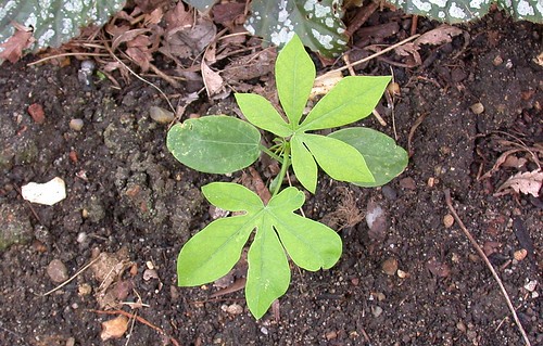 Manihot grahamii seedling