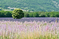 Provence Landscape - Photo of La Rochegiron