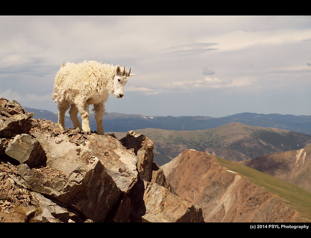 Rocky Mountain goat (Oreamnos americanus)