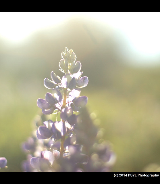 Morning lupines