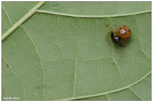 微蟹蛛 Lysiteles sp.
