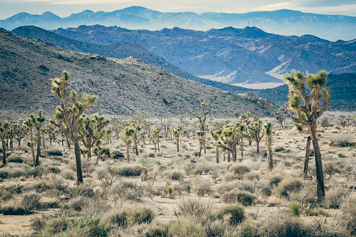 baum california desert himmel joshuatree joshuatreenationalpark pflanze visibleforall vereinigtestaaten wüste