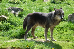 Loup gris du Canada - Photo of Normier