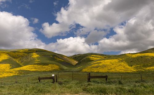 carrizoplain nationalmonument temblorrange sanandreasfault california southerncalifornia flowers yellow superbloom spring rain