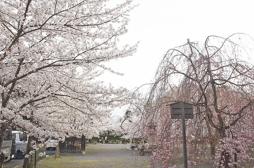 【写真】2014 桜 : 立本寺/2020-03-01/IMGP5730