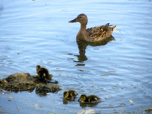 ducklings at the lake