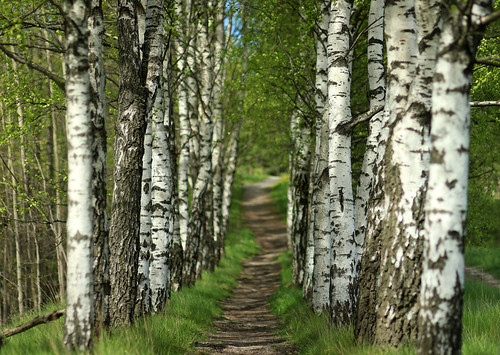 trees summer sweden haninge handen birches silverbirch söderby flickrlicensing