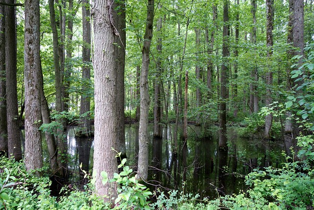 Wetland Forest at Lums Pond