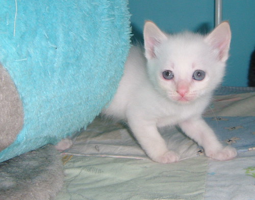 Larry, gatito Siamés Red Point ojos azules nacido en Abril´14 busca adopción. Valencia. ADOPTADO. 14151278394_f6aa059b5b