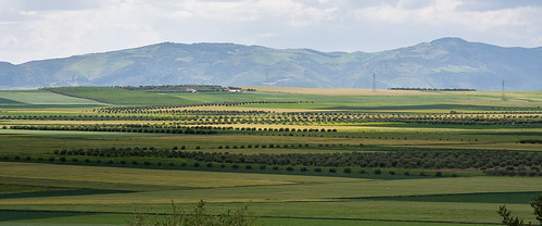 vert maroc paysage campagne collines mg7314