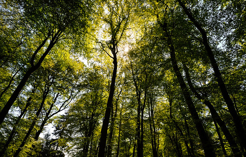 trees sun sunshine forest landscape spring nikon warm may hampshire newforest 1224nikkor d300s
