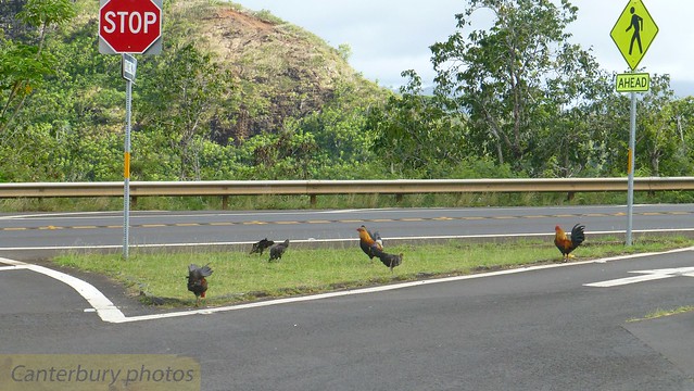 The infamous chickens of Kaua'i, Hawaiian islands