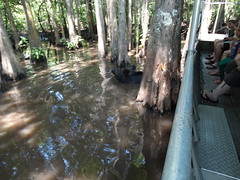 Swamps - Rivers - Bayou (157)