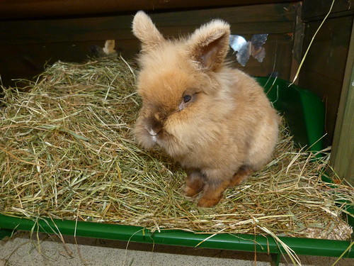 Flopsy is on borrowed time - he's gone :'( 14443537028_f08d79c731