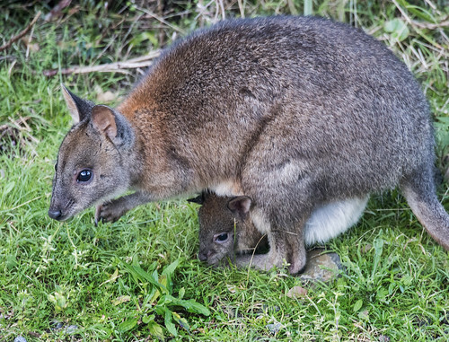 fauna mammal nikon wallaby lamingtonnationalpark macropusrufogriseus australianfauna paddymelon redneckedpademelon australianmammal afsnikkor80400mmf4556gedvr