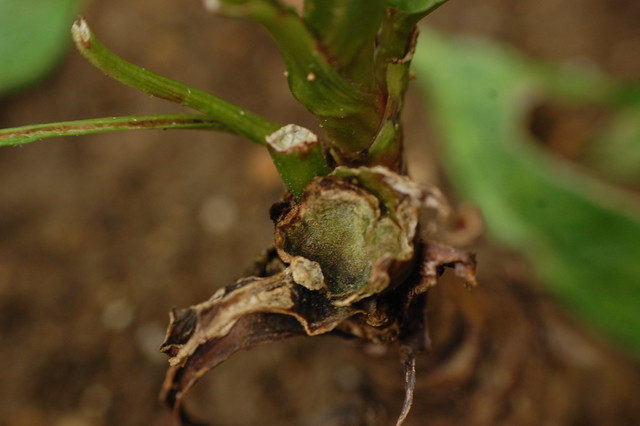 Slug chewed plant stalks