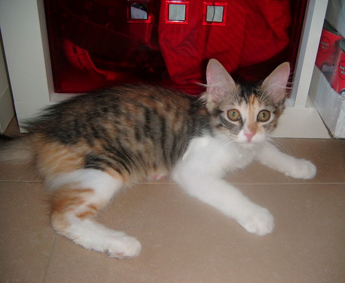 Triana, preciosa gatita tricolor de pelo semilargo mimosona, nacida en Abril´14 busca hogar. Valencia. ADOPTADA. 14631905976_29ff07f20d
