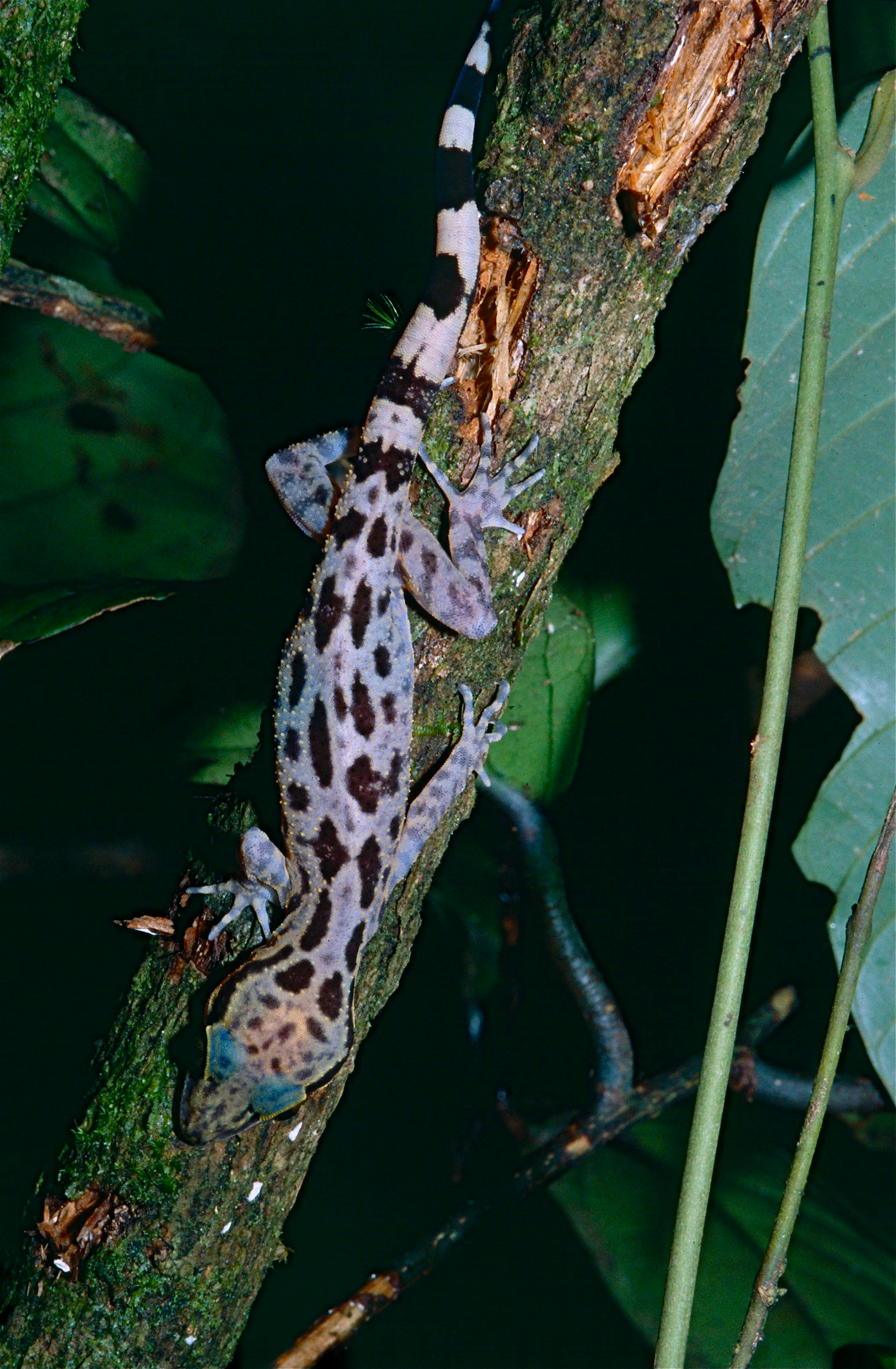 Cyrtodactylus pubisulcus image
