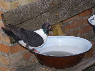 Pigeon on Basin