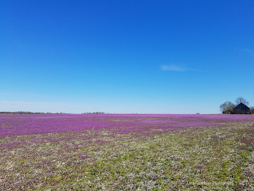 missouri ozarks midwest field purple purplefield purplewildflowers wildflowers farm barn bolivarmissouri southwestmissouri