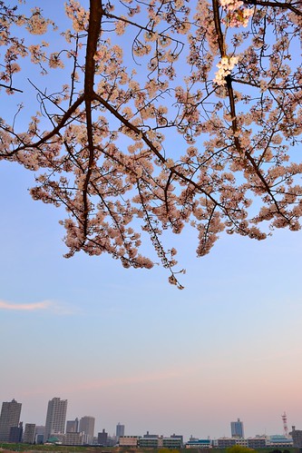 tokyo japan dawn sunrise spring d7100 nikon nikond7100 trees sakura arakawa river riverbank cherryblossom