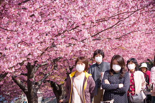 Masks and Sakura by David A. LaSpina, on Flickr