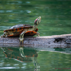 Rödörad vattensköldpadda