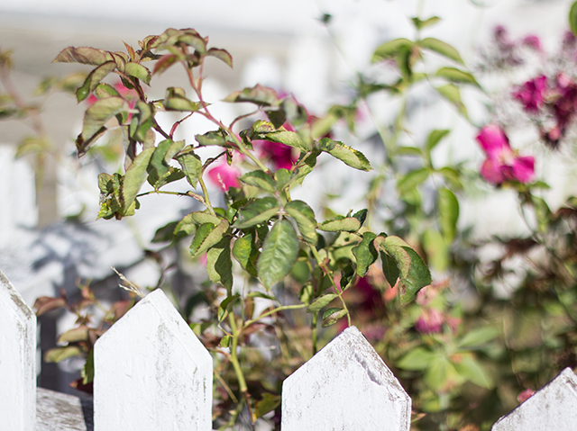 pink roses and a white picket fence