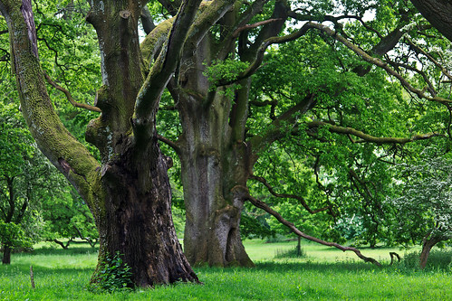trees landscape oak quercus majestic structural arboreal