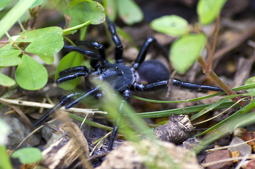 macro spider arachnid arkansas trapdoorspider ozarkacres
