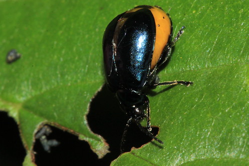 Alder Leaf beetle 29058