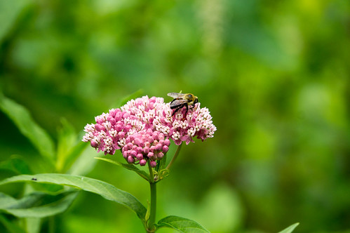 07962 Bumblebee on Swamp Milkweed