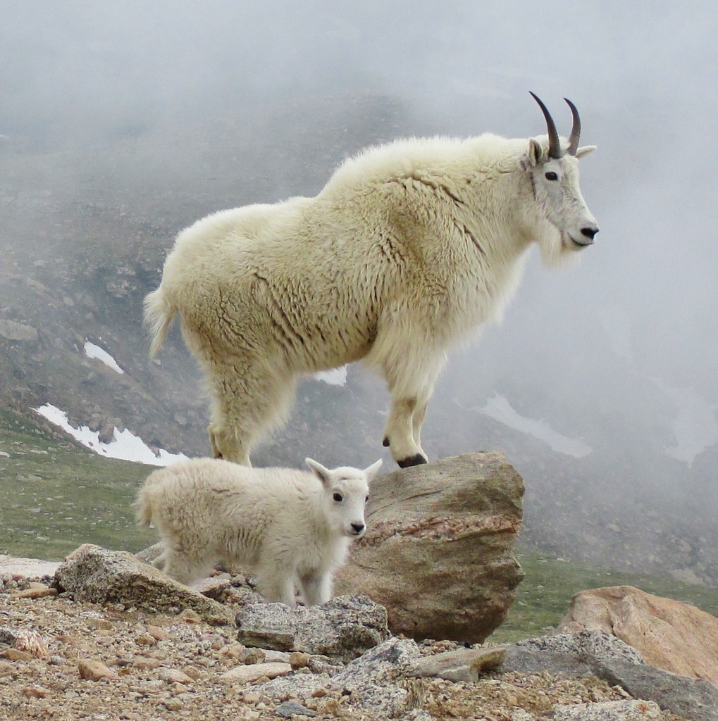 the mountain goat tour