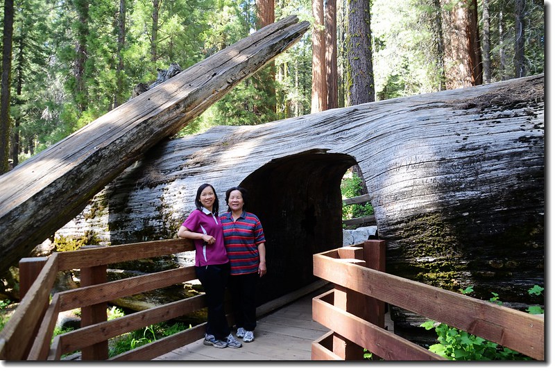 The tunnel log near the General Sherman 2