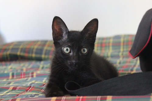 Salem, gatito negro muy guapo nacido en Mayo´14, en adopción. Valencia. ADOPTADO. 14553593179_93d5aaf188