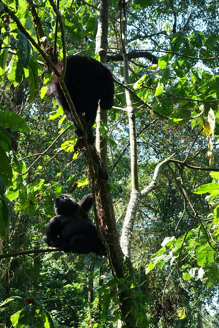 140625 Gorilla Babies in Tree (8)
